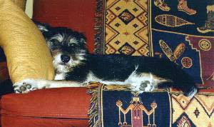 The Late, Great Fuzzo